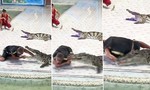 Biểu diễn với cá sấu, người huấn luyện suýt mất cánh tay
