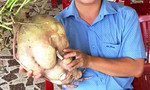 Củ khoai lang 'khủng', nặng gần 9kg ở Vĩnh Long