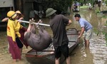 Thanh Hóa di dời 7.100 dân ở vùng ngập lũ Thiệu Dương