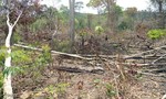 Giải tỏa lấn chiếm đất rừng, 2 nhân viên bị chém trọng thương