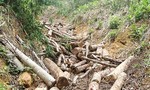 Được giao bảo vệ rừng, thuê người đến phá