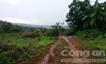 Hơn 507 héc ta rừng giao cho Công ty Long Sơn quản lý đã bị xóa trắng