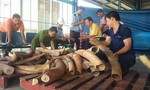 Gần 1 tấn ngà voi, vẩy tê tê chuyển bằng máy bay từ Nigeria về Việt Nam