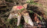 Phát hiện vụ phá rừng trên đất đã cấp “bìa đỏ” cho cán bộ