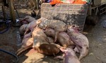 Phát hiện cơ sở giết mổ heo chết quy mô lớn ở Đồng Nai