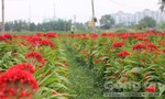 Vườn hoa phục vụ Tết vùng ven Sài Gòn đua nhau khoe sắc