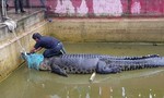 Người phụ nữ Indonesia bị con cá sấu nặng 700kg ăn thịt