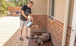 Loạt ảnh người dân và động vật ở Úc vật lộn với cái nắng gần 50 độ C