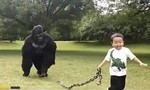 Cảm động người cha hóa trang thành khỉ đột để con dắt đi chơi