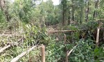 Hơn 4.000 cây keo của người dân Quảng Nam bị phá hoại