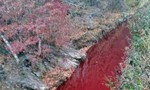 Dòng sông liên Triều nhuộm đỏ máu lợn nhiễm bệnh