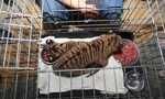 Giải cứu 2 chú hổ con còn sống trên đường đi tiêu thụ