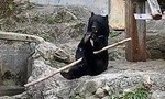 Clip chú gấu xoay gậy điêu luyện như võ sĩ kungfu