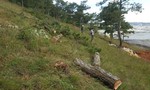 Lâm Đồng: Buộc kẻ chủ mưu phá rừng trồng lại rừng