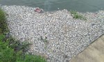Cá chết nổi trắng hồ Đại An ở Quảng Trị