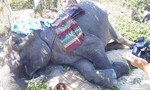 Con voi H’ Băn Nơm đã qua đời ở tuổi 59