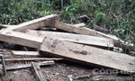 Vụ phá rừng quy mô lớn ở Kon Plông: Nhiều cán bộ bị xử lý