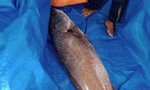 Người dân câu được cá hơn 10kg nghi cá sủ vàng quý hiếm