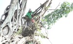 Sa Đéc quyết tâm bảo tồn, gìn giữ cây da trăm tuổi