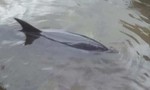Giải cứu chú cá heo nặng mắc cạn trên bờ biển