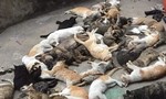 Hàng trăm con mèo bỗng dưng lăn ra chết nghi bị 'đầu độc'