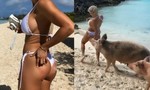 Clip hot girls thể dục nổi tiếng người Venezuela bị lợn cắn ở 'đảo lợn'