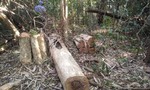 Khởi tố vụ phá rừng quy mô lớn ở Đắk Nông