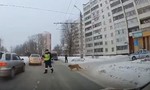 Cảnh sát dừng phương tiện, giúp chú chó bị thương sang đường