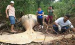 Bất ngờ khi phát hiện cá voi lưng gù chết trên bờ sông Amazon