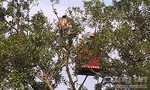 Cảnh sát đưa mẹ đến thuyết phục người đàn ông leo ngọn cây la hét