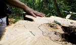 Rừng phòng hộ bị phá nghi cung cấp gỗ cho cơ sở sản xuất đũa