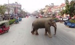 Clip voi hoang dã đi lạc, gây náo loạn trong thành phố