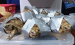 Phát hiện 1.529 con rùa quý hiếm trong hai vali tại sân bay