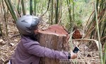 Gỗ “khủng” bị khai thác hàng loạt giữa 2 trạm bảo vệ rừng