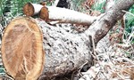 Kiểm lâm vùng IV kiểm tra vụ phá rừng Báo Công an TP.HCM phản ánh