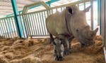 Vinpearl Safari Phú Quốc  đón 2 cá thể tê giác quý chào đời