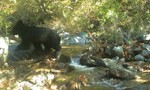 Loài gấu đen quý hiếm xuất hiện ở DMZ liên Triều