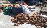 Nhóm người tấn công trang trại, sát hại 1.200 con gà trong đêm