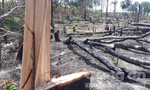 Chùm ảnh rừng biên giới Gia Lai bị khai thác "hủy diệt"