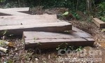 Mật phục nhiều ngày bắt đối tượng khai thác gỗ cổ thụ