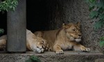 Clip diễn tập bắt sư tử 'siêu kute' của sở thú Nhật