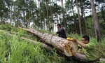 Bắt nhóm đối tượng cưa hạ 70 cây thông ở Đà Lạt