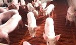 Căng thẳng gia tăng, Trung Quốc cấm nhập sản phẩm thịt từ Canada