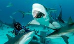 Nữ du khách Mỹ bị 3 con cá mập cắn chết