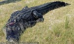 Thi thể người đàn ông trong bụng con cá sấu dài gần 4 m