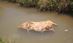 Hãi hùng nhiều xác heo trôi nổi trên kênh ở vùng dịch tả lợn Châu Phi