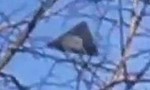 Clip cận cảnh UFO hình tam giác trên bầu trời Amsterdam