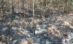 Thiếu niên gây ra 3 vụ đốt rừng để trả thù và… cho vui