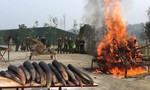 Áp lực kinh tế trong việc lưu giữ hơn 50 tấn ngà voi tang vật