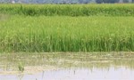 Vỡ đê bao Quảng Điền, hơn 1.000 ha lúa ngập trong nước